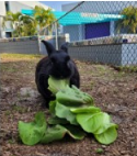A rabbit eating leavesDescription automatically generated